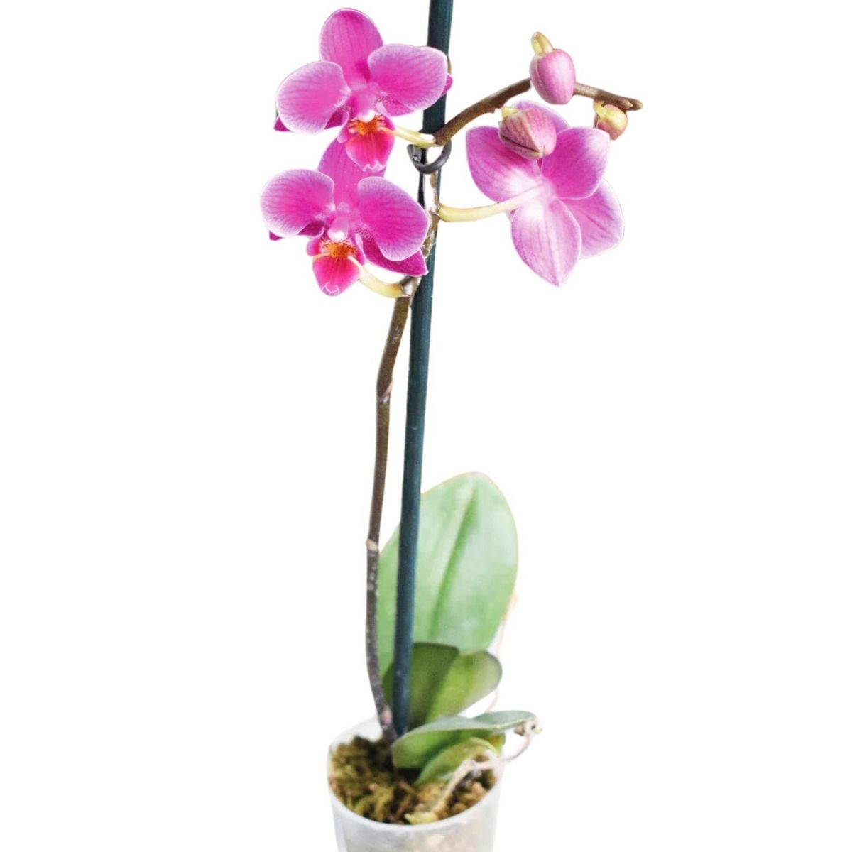 PLANT ME - Planta Interior Decorativa Orquídea Pequeña 25 cm Fucsia