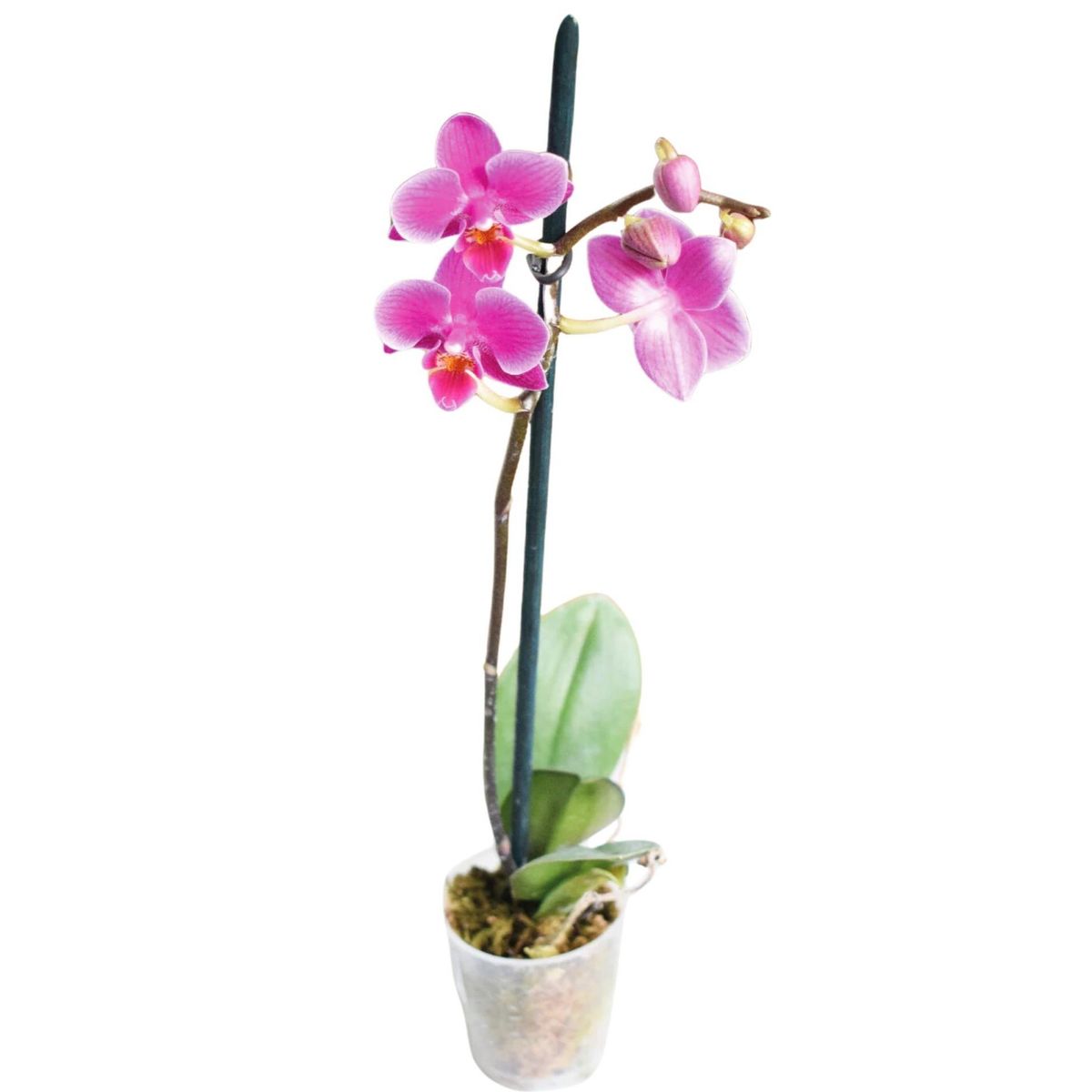 PLANT ME - Planta Interior Decorativa Orquídea Pequeña 25 cm Fucsia