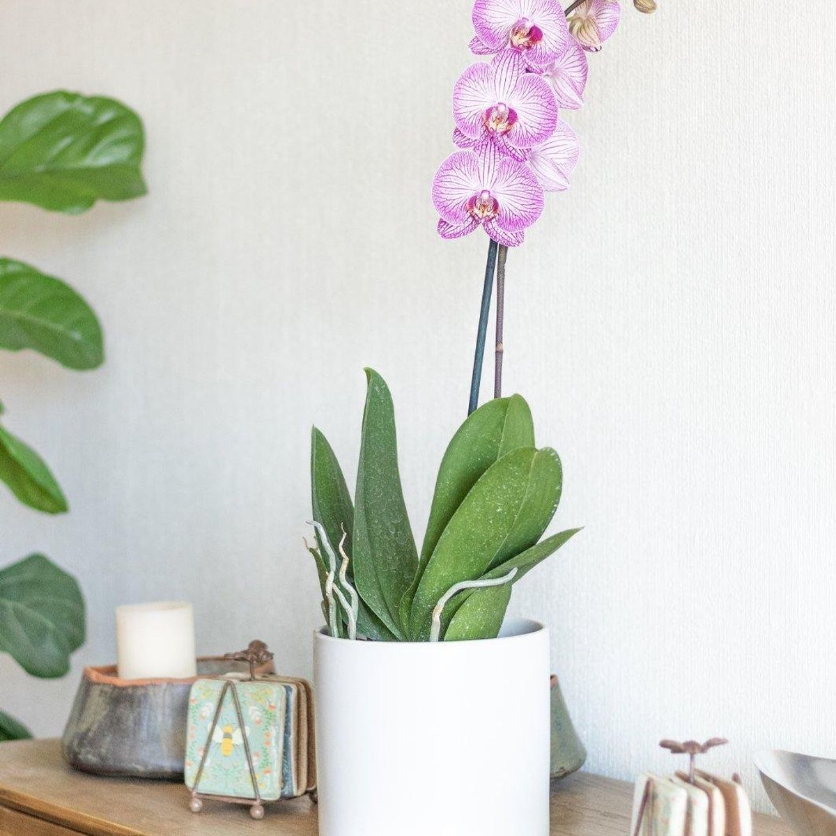 PLANT ME - Portamacetero Cerámica Organizador Planta Blanco