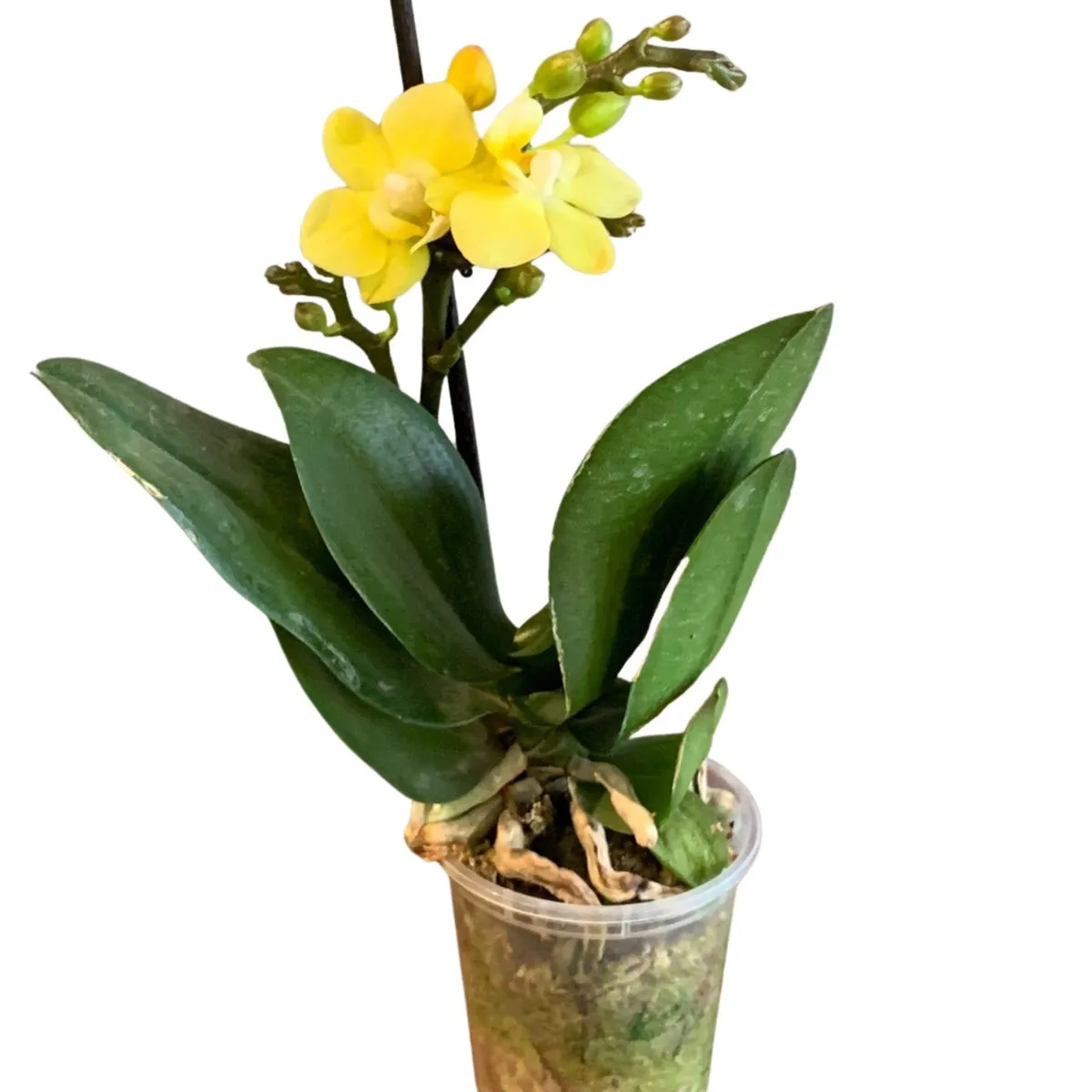 PLANT ME - Planta Interior Decorativa Orquídea Pequeña 25cm Amarilla