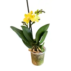 PLANT ME - Planta Interior Decorativa Orquídea Pequeña 25cm Amarilla