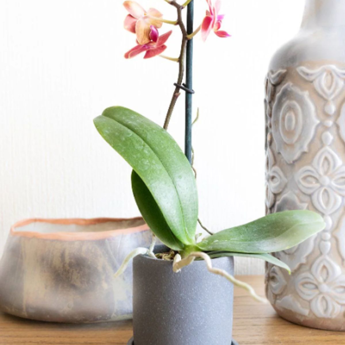 PLANT ME - Planta Interior Decorativa Orquídea Pequeña 25cm Amarilla