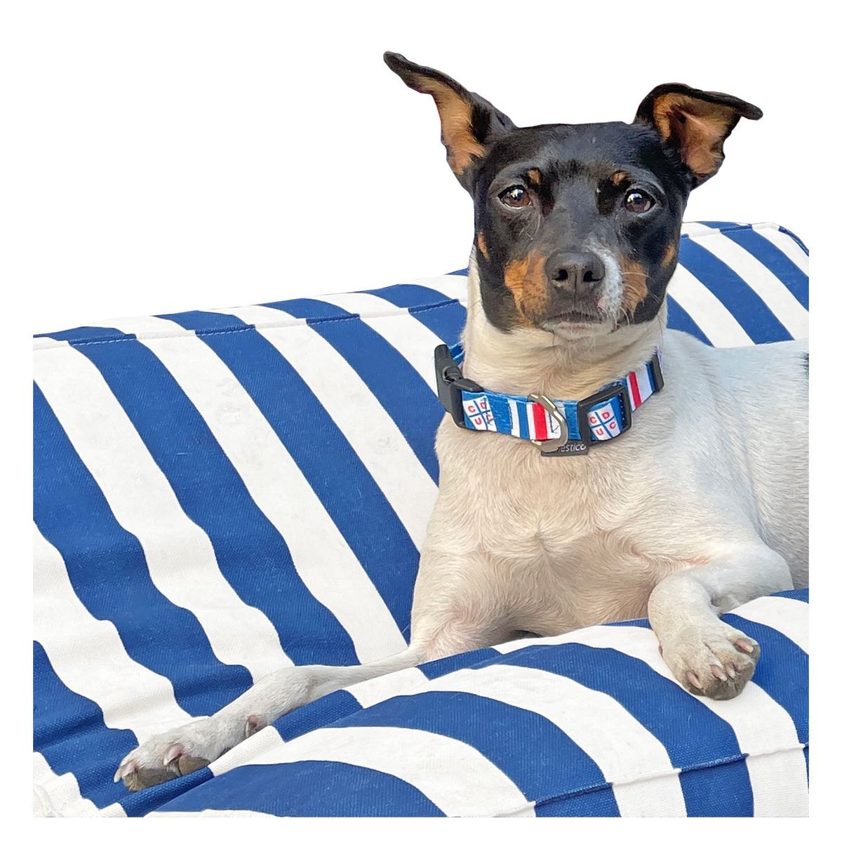 DOMESTICO - Collar para Perro con Llavero Universidad Catolica talla S