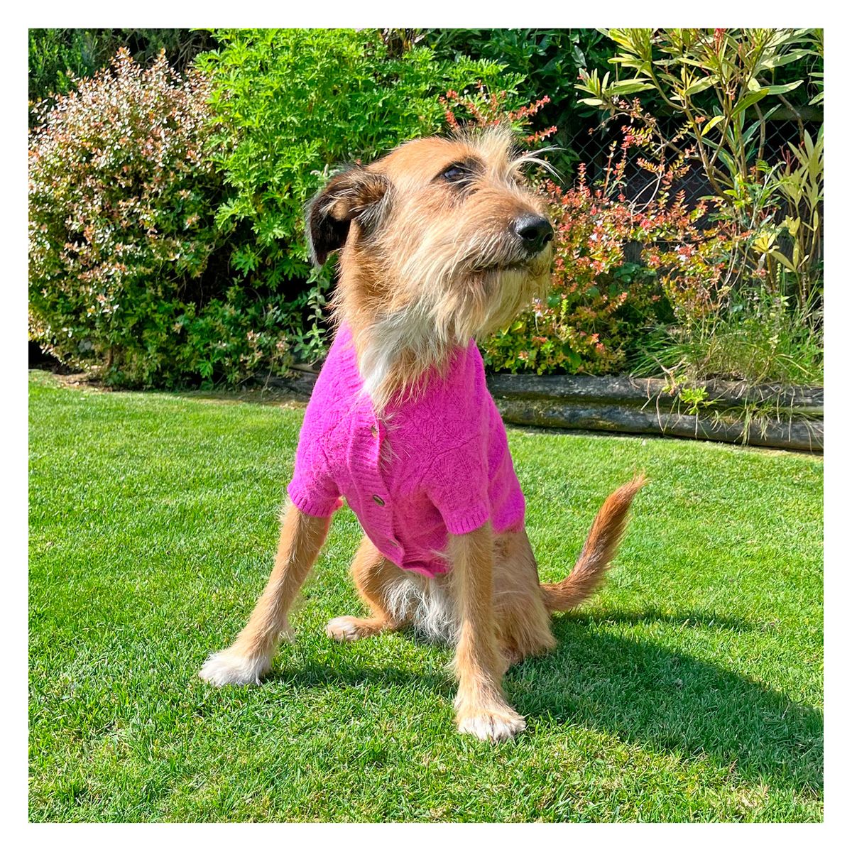 DOMESTICO - Chaleco Perro Fucsia - Talla L