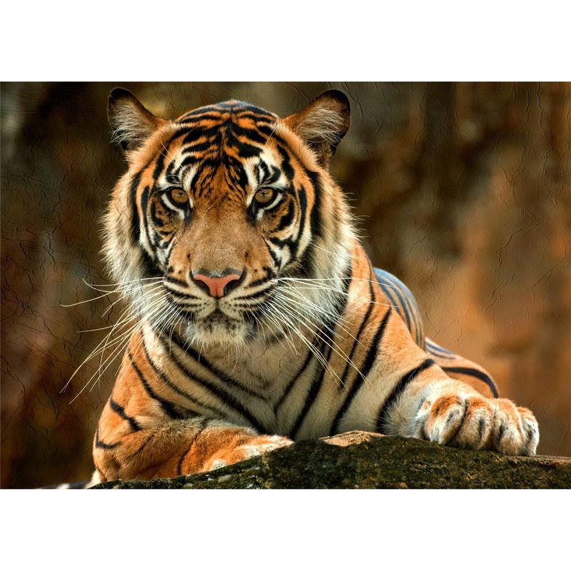 ID1SG IMPRESION DIGITAL1 - Cuadro decorativo Tigre "Contemplación" 50 x 70