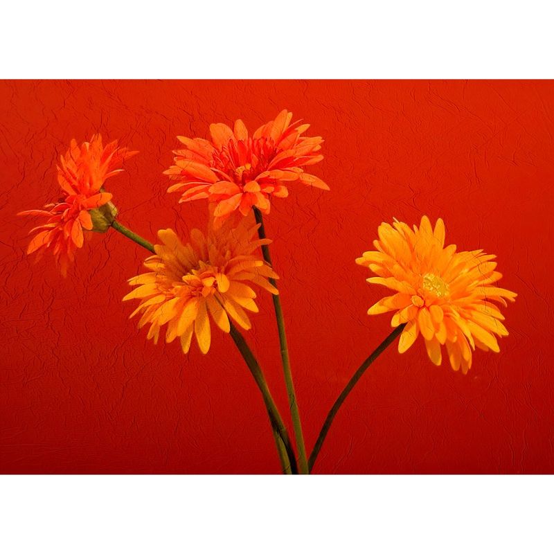 ID1SG IMPRESION DIGITAL1 - Cuadro Decorativo Flores "4 Gerberas" 50 x 70