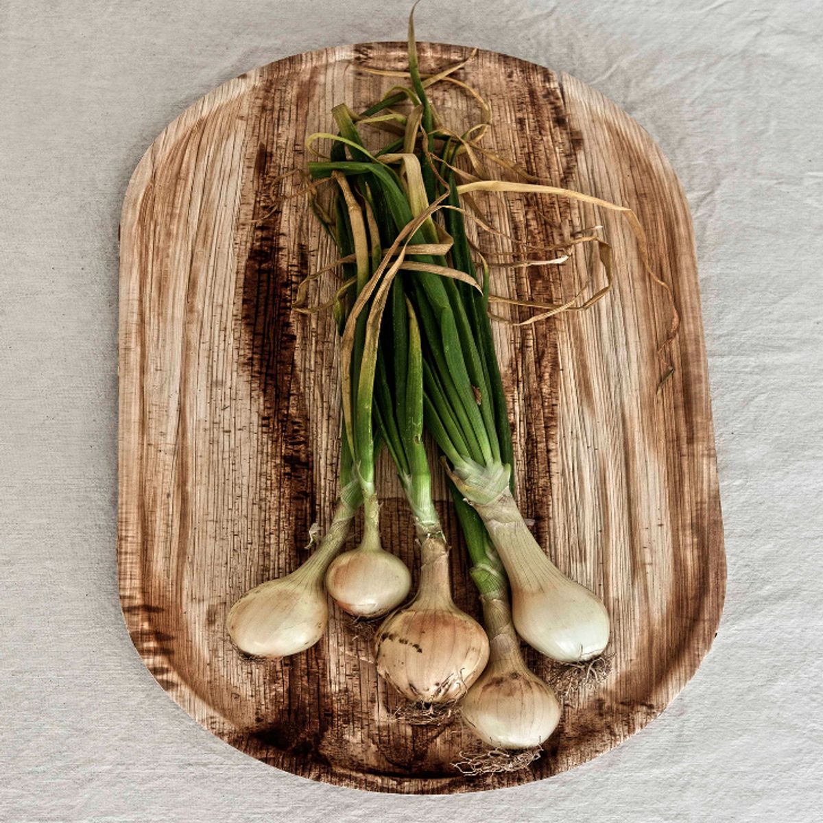 ECOSOULIFE - Set De 3 Bandejas 55x30cms Hoja De Palma 100%Biodegradable Compostable