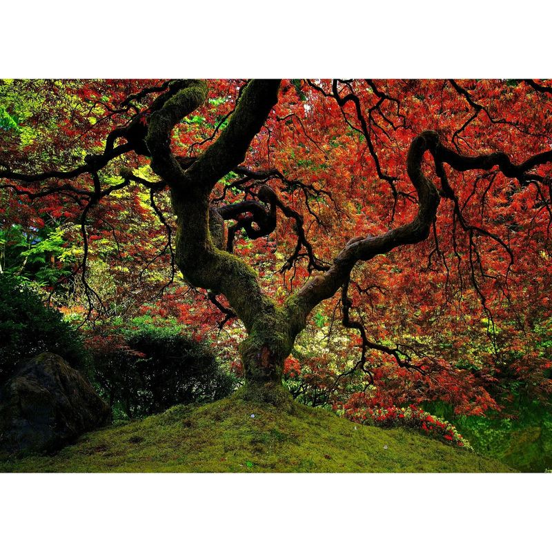 ID1SG IMPRESION DIGITAL1 - Cuadro decorativo Paisaje"ärbol Rojo" 50 x 70