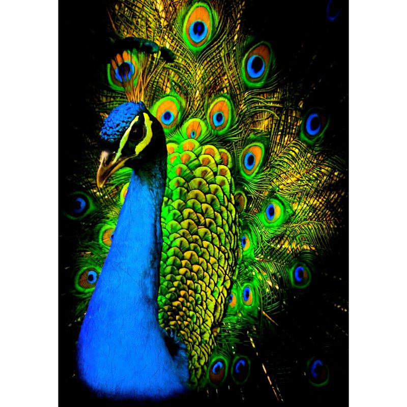 ID1SG IMPRESION DIGITAL1 - Cuadro decorativo Aves "PAVO REAL" 70 x 50