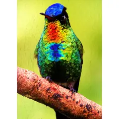 ID1SG IMPRESION DIGITAL1 - Cuadro decorativo Aves " COLIBRÍ 7 COLORES-GRAGANTA DE FUEGO" 70 x 50