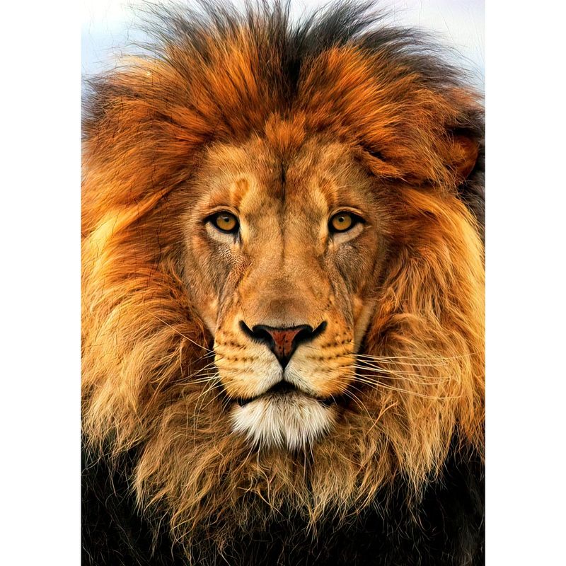 ID1SG IMPRESION DIGITAL1 - Cuadro decorativo Animales Salvajes " LEÓN" 70 x 50