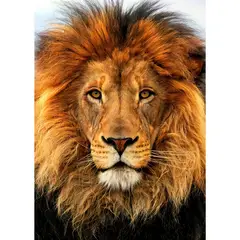 ID1SG IMPRESION DIGITAL1 - Cuadro decorativo Animales Salvajes " LEÓN" 70 x 50