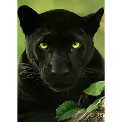 ID1SG IMPRESION DIGITAL1 - Cuadro decorativo Animales Salvajes "PANTERA NEGRA" 70 x 50