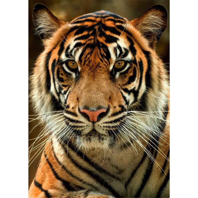 ID1SG IMPRESION DIGITAL1 - Cuadro decorativo Animales Salvajes " TIGRE " 70 x 50