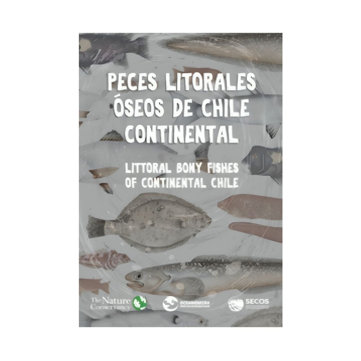 TOP10BOOKS - LIBRO Peces Litorales Óseos De Chile Continental