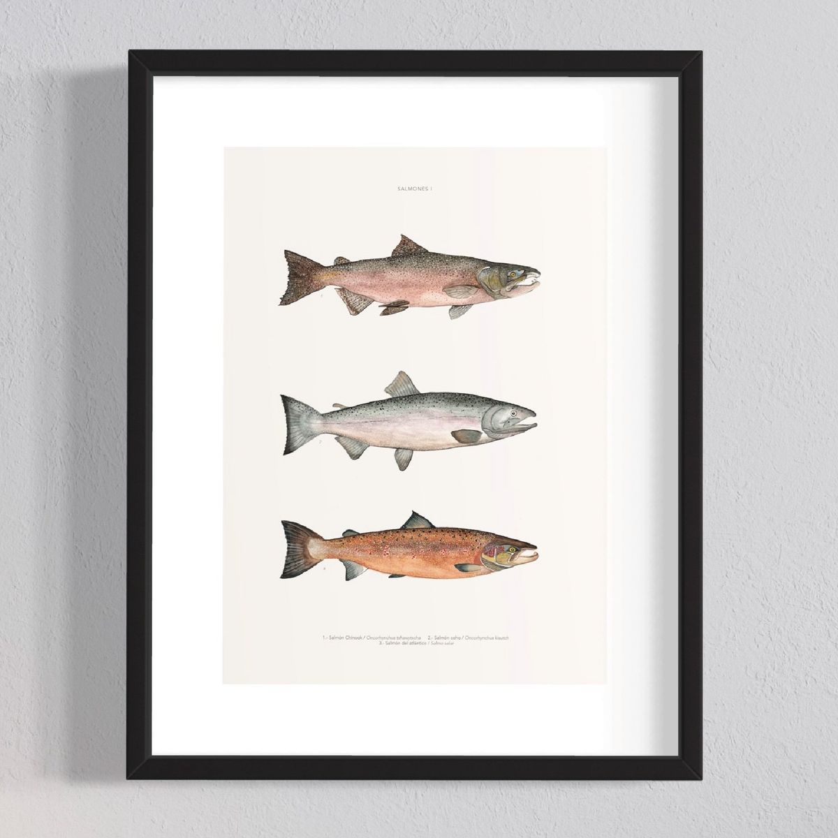 GENERICO - Cuadro Salmones