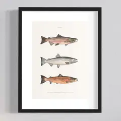 GENERICO - Cuadro Salmones