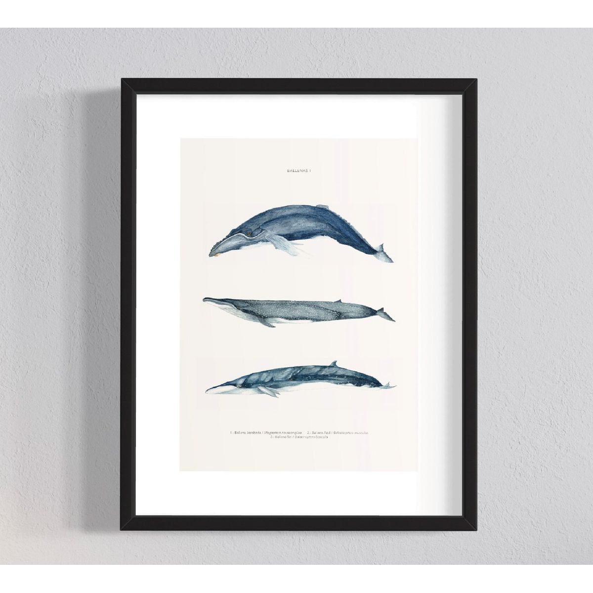 GENERICO - Cuadro Ballenas
