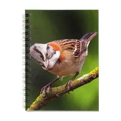 ANTARTICA LIBROS - Cuaderno Aves De Chile Chincol