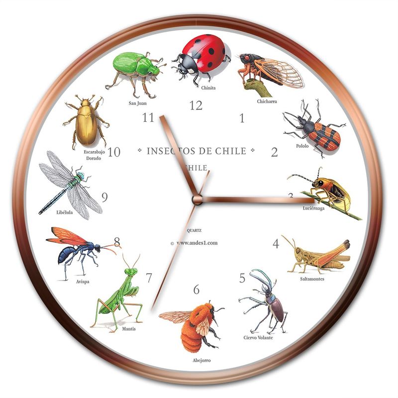 ANDES1 - Reloj de Insectos de Chile