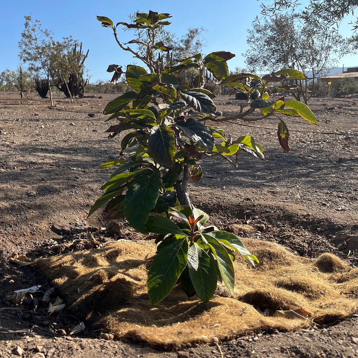 GENERICO - AGROPELO MULCH DE AHORRO HIDRICO PARA ARBOLES 60CM