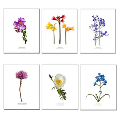 ANDES1 - Set de 6 láminas de de Flores del desierto de Atacama diseño 1