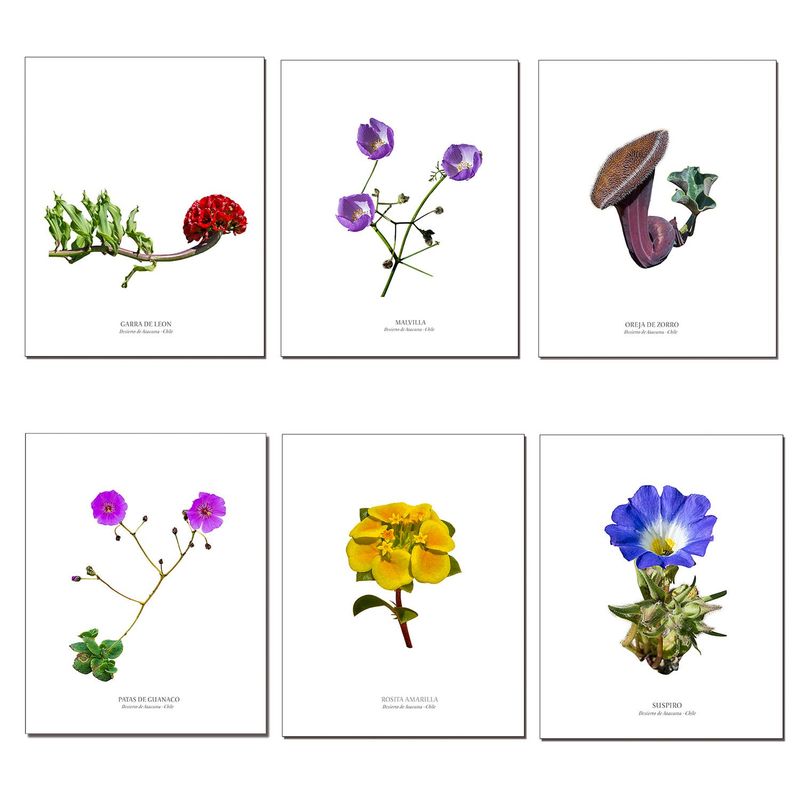 ANDES1 - Set de 6 láminas de de Flores del desierto de Atacama diseño 2