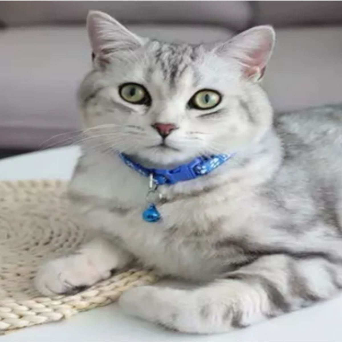 MASCO TODO - Collar Huellita con Cascabel para Gatos Azul Eléctrico