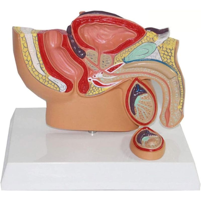 GENERICO - Pelvis Masculina- Sistema Reproductor Modelo de Anatomía