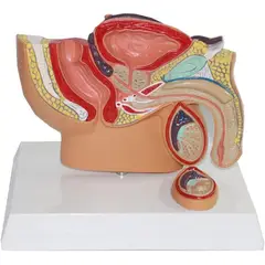 GENERICO - Pelvis Masculina- Sistema Reproductor Modelo de Anatomía