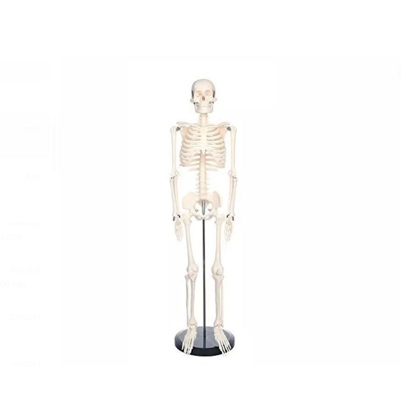 GENERICO - Esqueleto 85 Cm - Modelo Anatómico