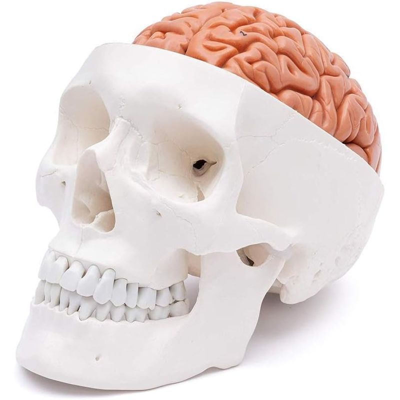 GENERICO - Cráneo Con Cerebro - Modelo Anatómico Desarmable