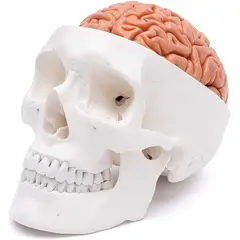 GENERICO - Cráneo Con Cerebro - Modelo Anatómico Desarmable
