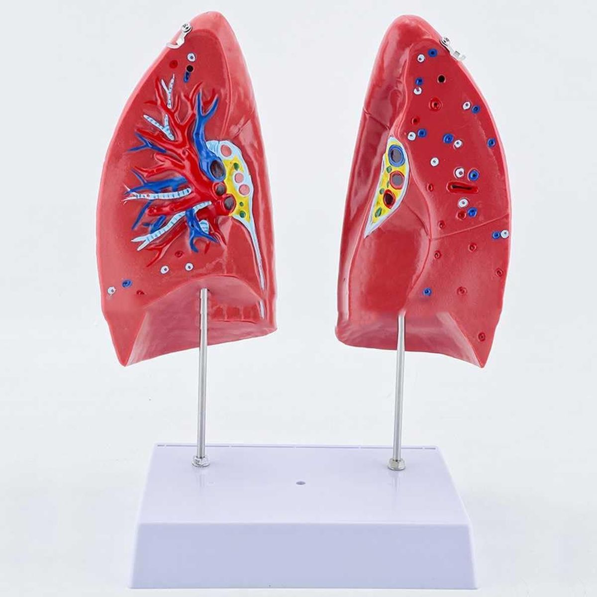 GENERICO - Pulmones Sistema Respiratorio Modelo Anatómico