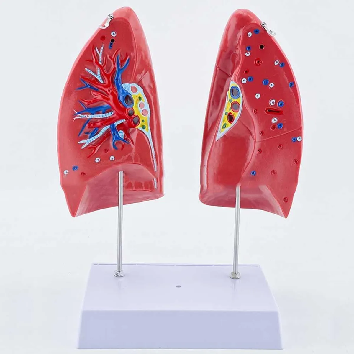 GENERICO - Pulmones Sistema Respiratorio Modelo Anatómico