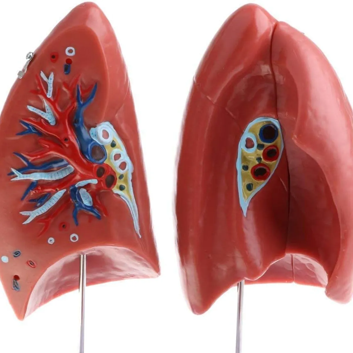GENERICO - Pulmones Sistema Respiratorio Modelo Anatómico