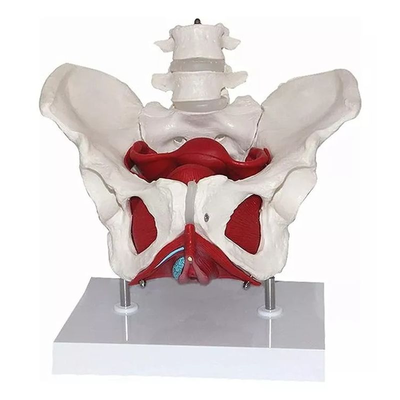 GENERICO - Pelvis Femenina Vasos Músculos Nervios Figura De Anatomía