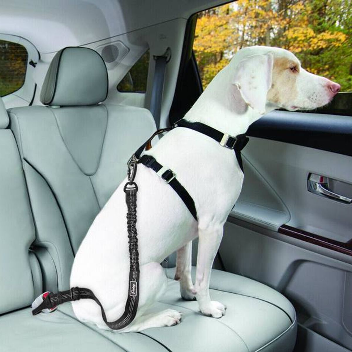 GENERICO - Correa de seguridad para perro en auto