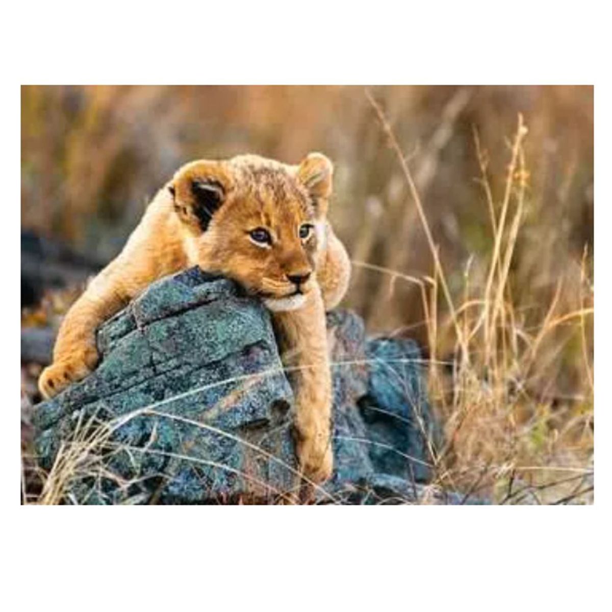 RAVENSBURGER - Puzle Pequeño León de 200 piezas