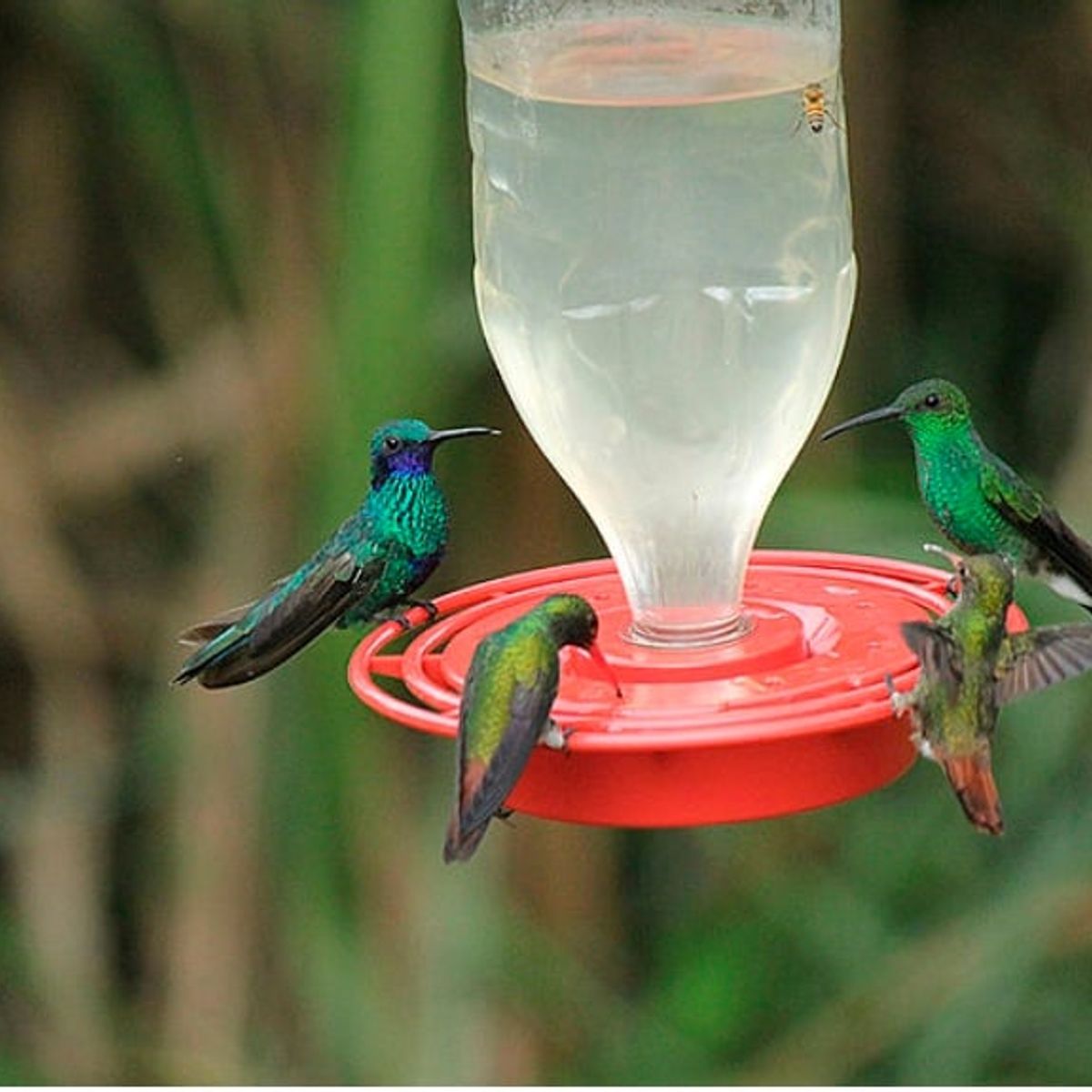 GENERICO - Nectar Para Colibríes