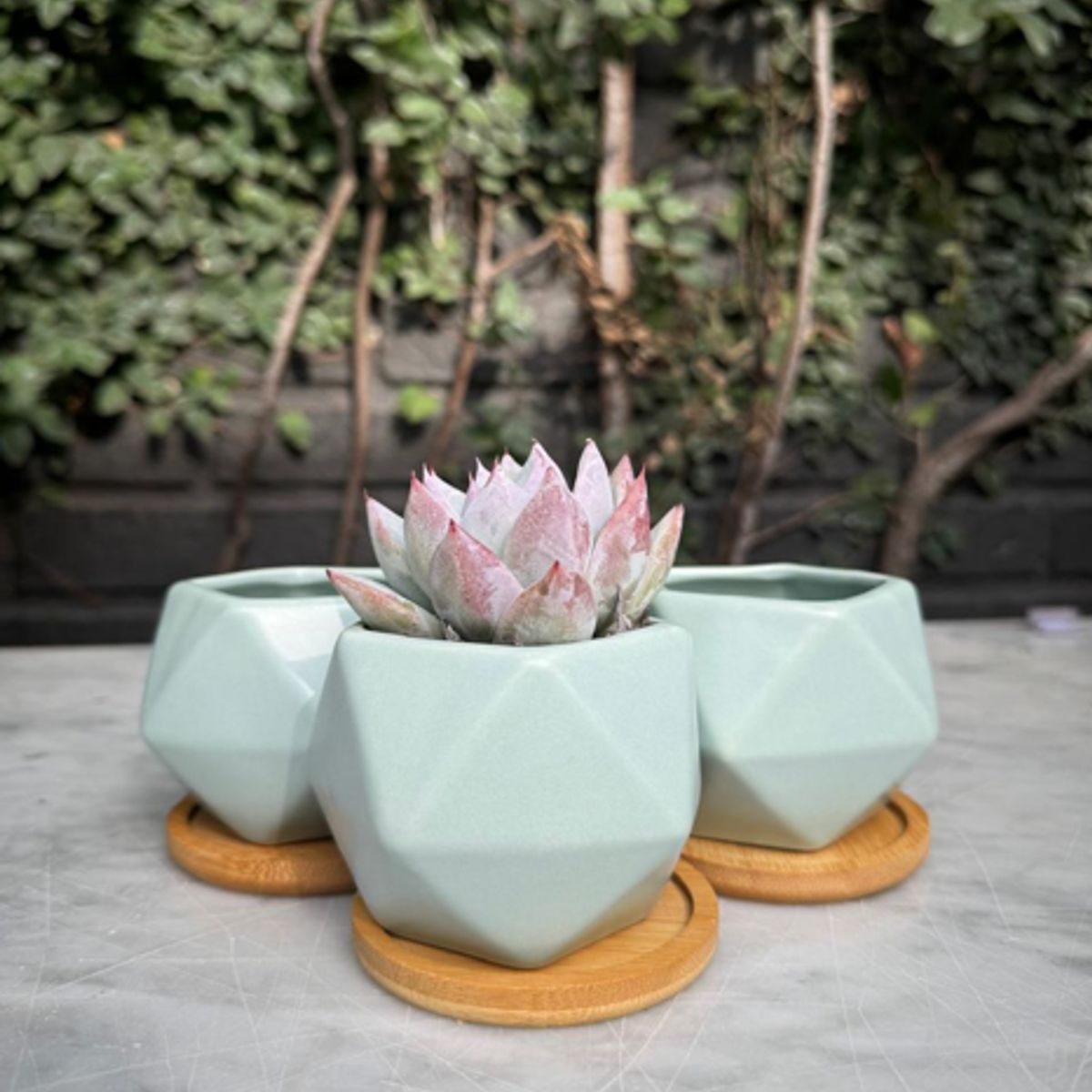 PLANT ME - Pack 3 Maceteros Decorativos con plato de madera