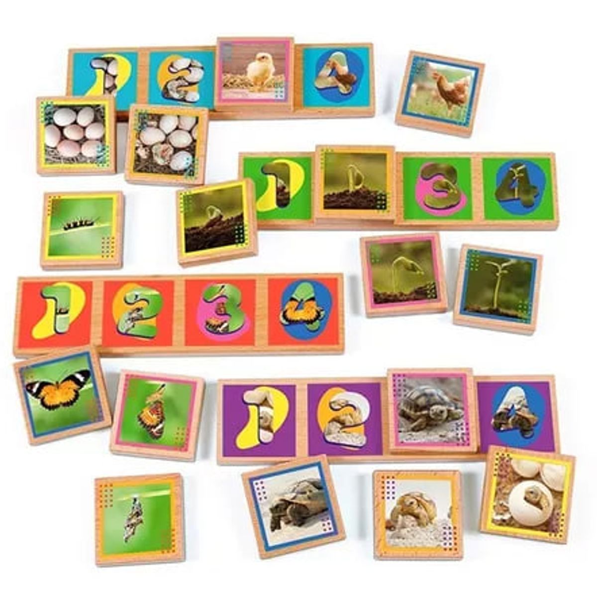 ADETEC - Secuencias De Los Ciclos De Vida 20 Piezas Juego Didáctico