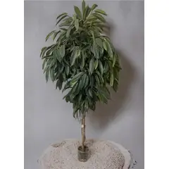 COREL - Árbol Ficus Alli (No Incluye )