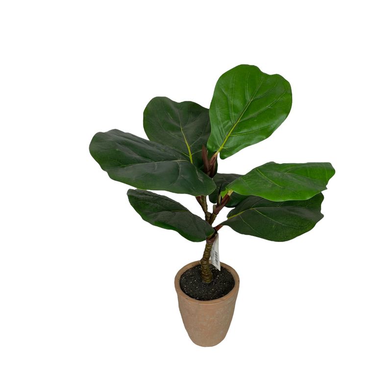COREL - Árbol Ficus Lyrata 50cm Artificial