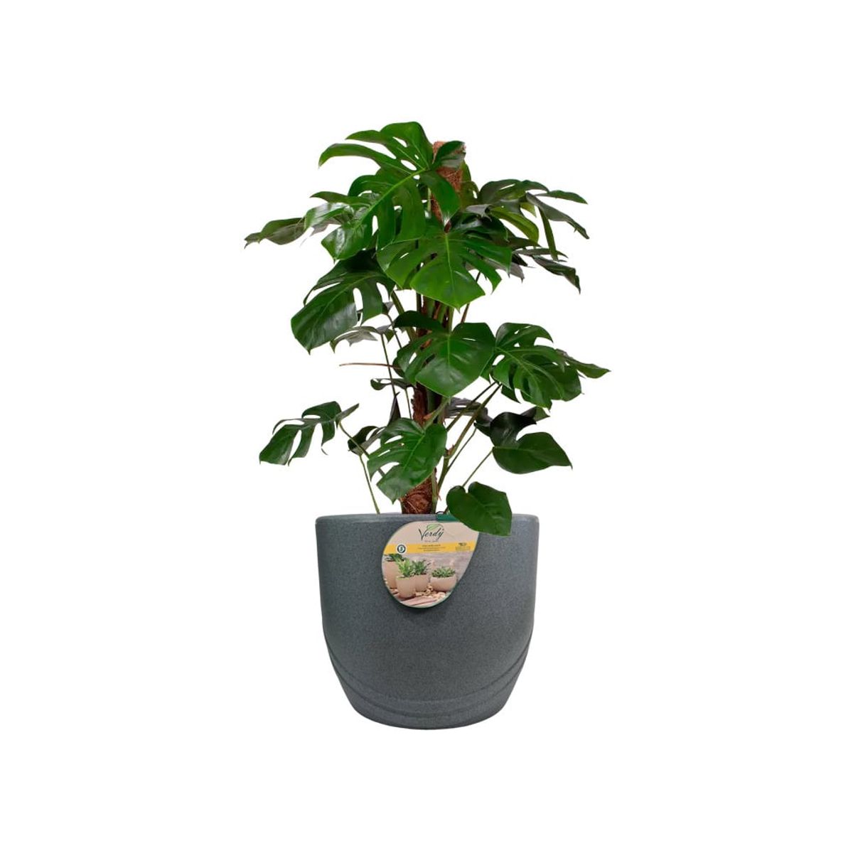 VERDY - Maceta Río De Janeiro Grafito 37x35cms Efecto Piedra con Plato