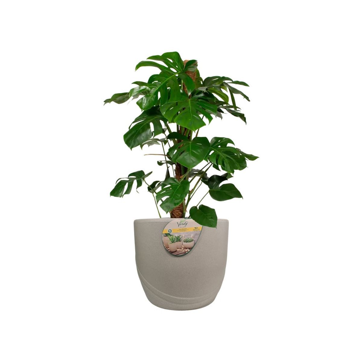 VERDY - Maceta Río De Janeiro Cemento 37x35cms Efecto Piedra con Plato