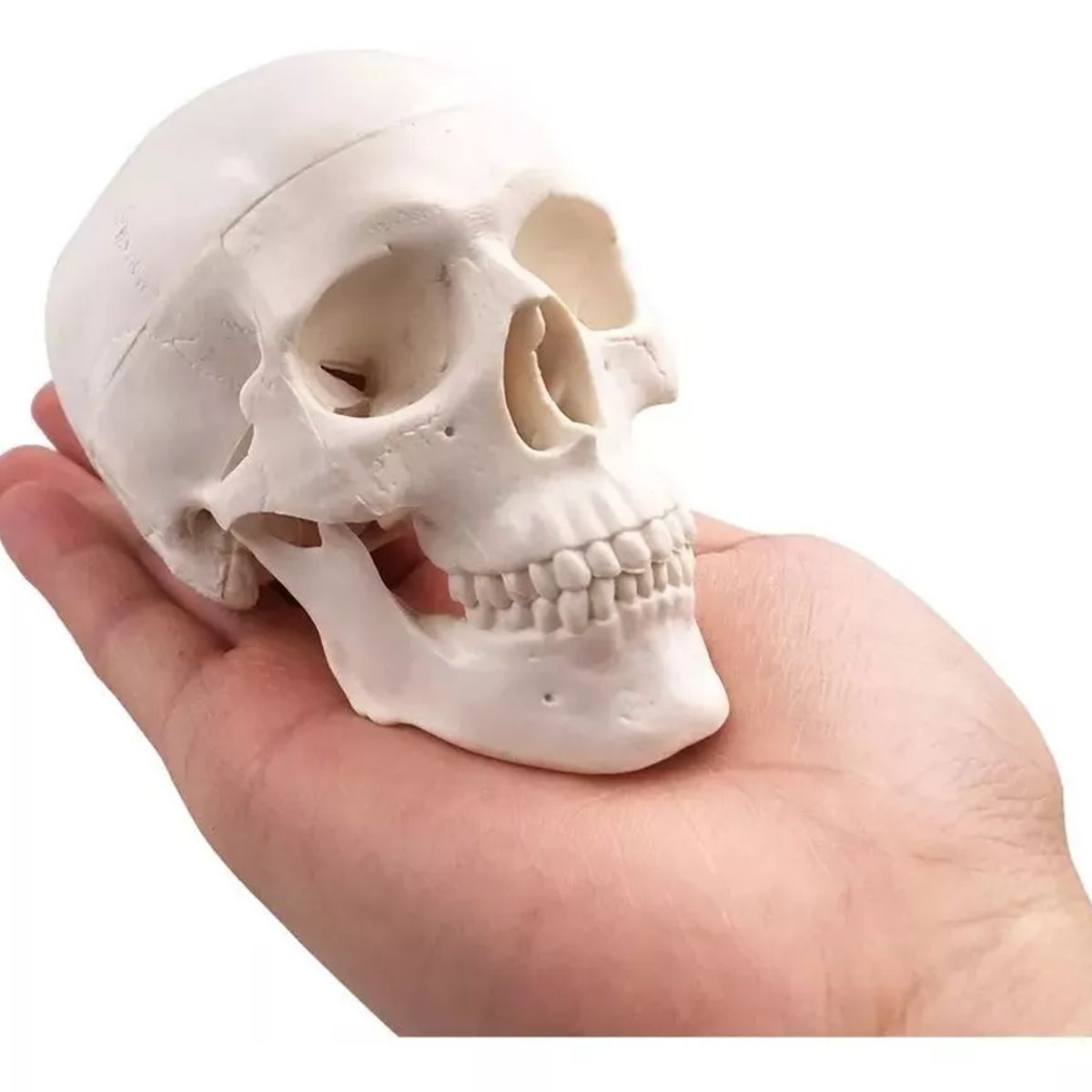 GENERICO - Mini Craneo Humano Modelo Anatómico Desarmable Cabeza