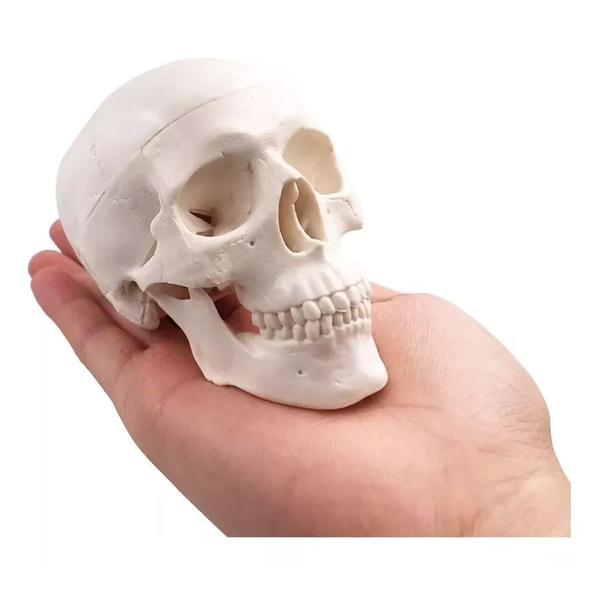 GENERICO - Mini Craneo Humano Modelo Anatómico Desarmable Cabeza