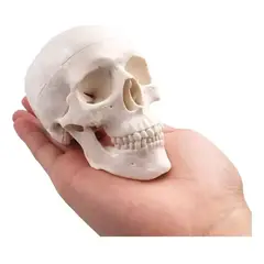 GENERICO - Mini Craneo Humano Modelo Anatómico Desarmable Cabeza