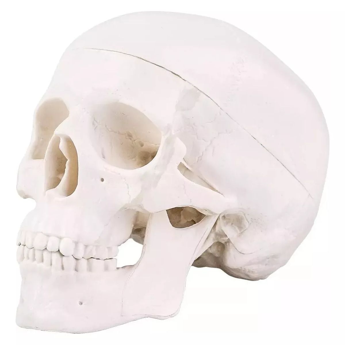 GENERICO - Mini Craneo Humano Modelo Anatómico Desarmable Cabeza